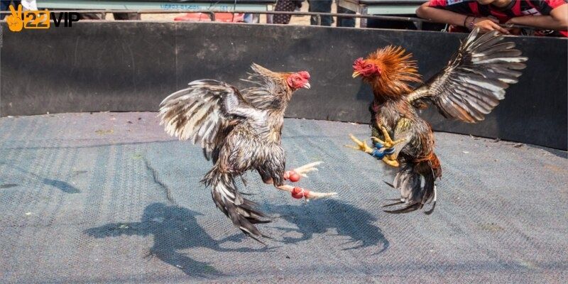 Bí quyết đá gà thắng lớn