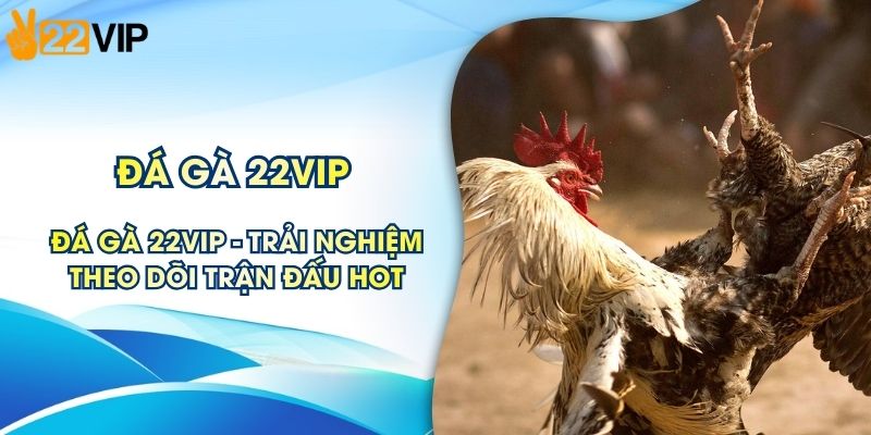 Đá Gà 22VIP - Trải Nghiệm Theo Dõi Trận Đấu Trực Tuyến