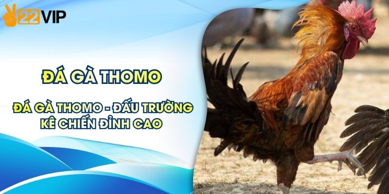 Đá Gà Thomo - Đấu Trường Kê Chiến Đỉnh Cao Campuchia