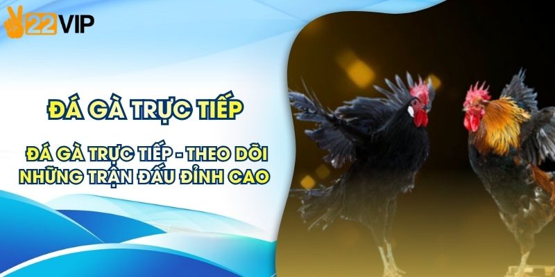 Đá Gà Trực Tiếp - Theo Dõi Những Trận Đấu Đỉnh Cao 2026