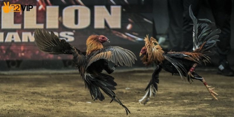 Giao diện livestream đá gà Thomo trực tiếp sắc nét 