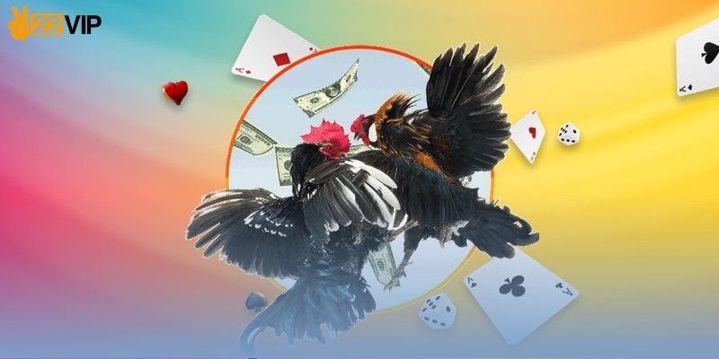 Hướng dẫn các bước cá cược