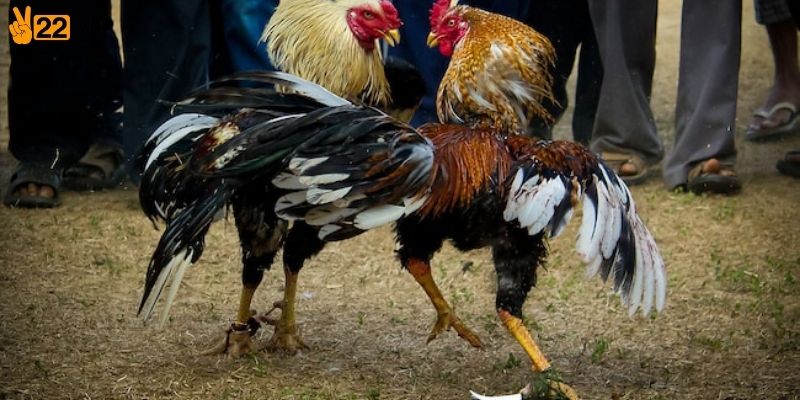 Hướng dẫn tham gia đá gà