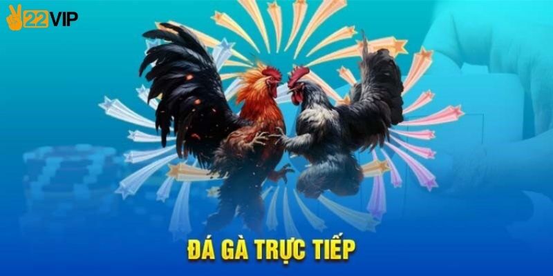 Mẹo chơi đá gà trực tuyến