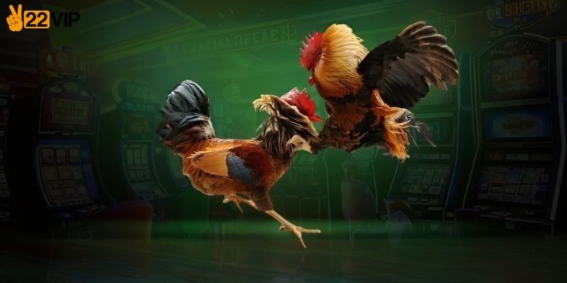Tổng quan nhất về sảnh đá gà 22VIP